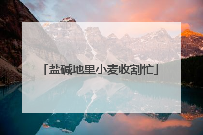 盐碱地里小麦收割忙