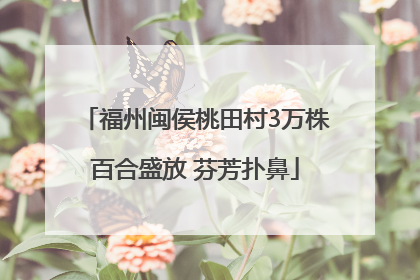 福州闽侯桃田村3万株百合盛放 芬芳扑鼻
