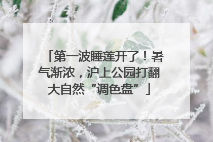 第一波睡莲开了！暑气渐浓，沪上公园打翻大自然“调色盘”