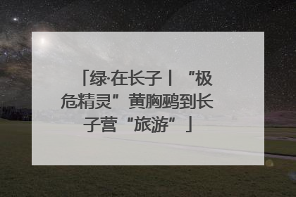 绿·在长子丨“极危精灵”黄胸鹀到长子营“旅游”