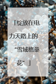 绽放在电力天路上的“雪域格桑花”