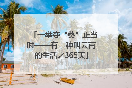 一举夺“葵”正当时——有一种叫云南的生活之365天