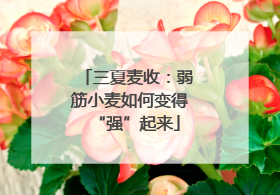三夏麦收：弱筋小麦如何变得“强”起来