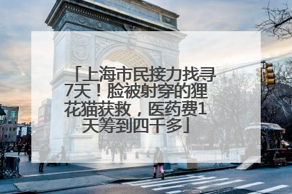 上海市民接力找寻7天！脸被射穿的狸花猫获救，医药费1天筹到四千多