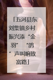 五河县东刘集镇乡村振兴添“金羽” “鸽”声叫响致富路