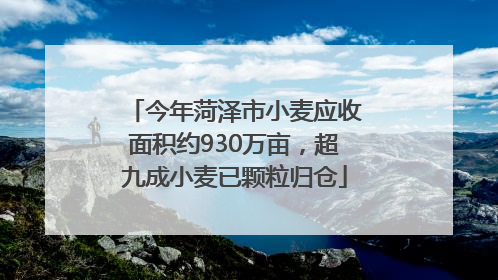 今年菏泽市小麦应收面积约930万亩，超九成小麦已颗粒归仓