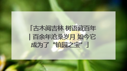 古木阅吉林 树语藏百年｜百余年沧桑岁月 如今它成为了“镇园之宝”