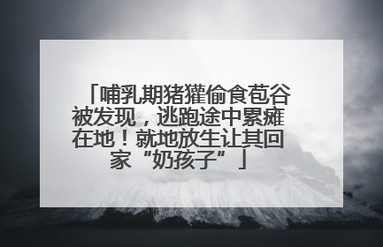 哺乳期猪獾偷食苞谷被发现，逃跑途中累瘫在地！就地放生让其回家“奶孩子”