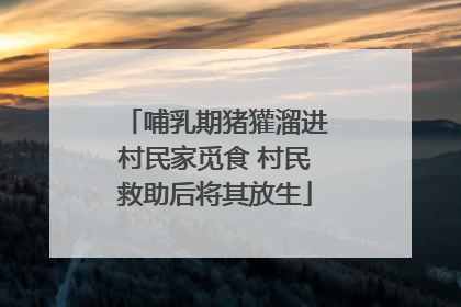 哺乳期猪獾溜进村民家觅食 村民救助后将其放生