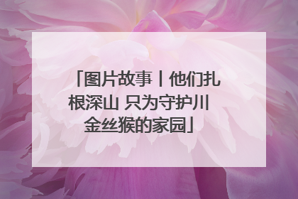 图片故事丨他们扎根深山 只为守护川金丝猴的家园