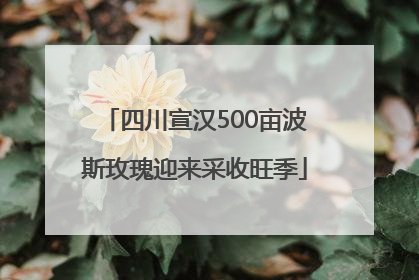四川宣汉500亩波斯玫瑰迎来采收旺季