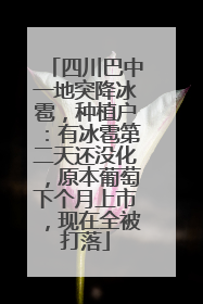 四川巴中一地突降冰雹，种植户：有冰雹第二天还没化，原本葡萄下个月上市，现在全被打落