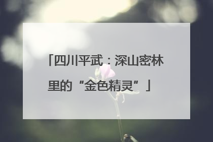 四川平武：深山密林里的“金色精灵”