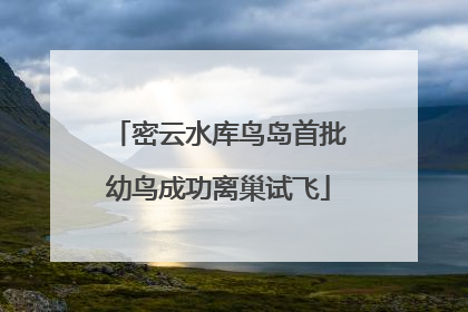 密云水库鸟岛首批幼鸟成功离巢试飞