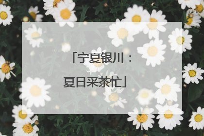 宁夏银川：夏日采茶忙