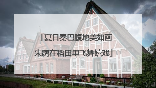 夏日秦巴腹地美如画 朱鹮在稻田里飞舞嬉戏