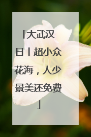 大武汉一日丨超小众花海，人少景美还免费