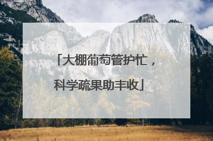 大棚葡萄管护忙，科学疏果助丰收
