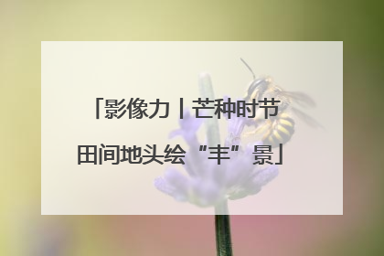 影像力丨芒种时节 田间地头绘“丰”景