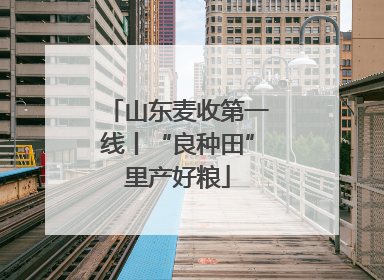 山东麦收第一线丨“良种田”里产好粮