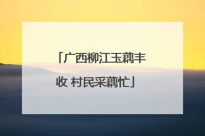 广西柳江玉藕丰收 村民采藕忙