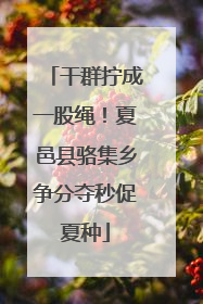 干群拧成一股绳！夏邑县骆集乡争分夺秒促夏种