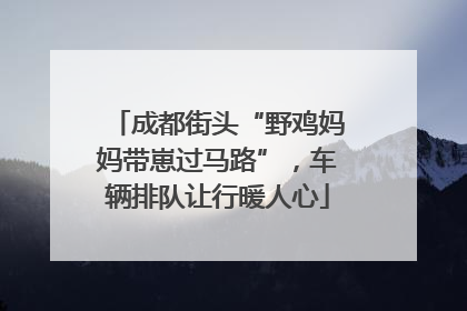 成都街头“野鸡妈妈带崽过马路”，车辆排队让行暖人心