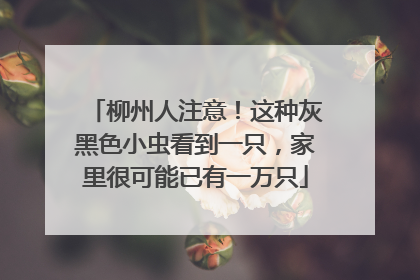 柳州人注意！这种灰黑色小虫看到一只，家里很可能已有一万只