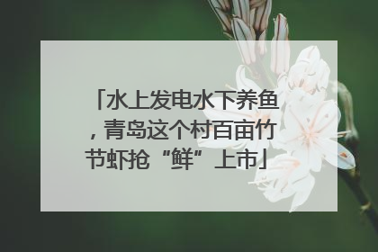 水上发电水下养鱼，青岛这个村百亩竹节虾抢“鲜”上市