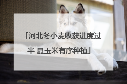 河北冬小麦收获进度过半 夏玉米有序种植