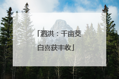 泗洪：千亩茭白喜获丰收