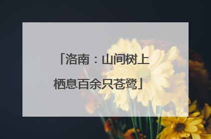 洛南：山间树上栖息百余只苍鹭