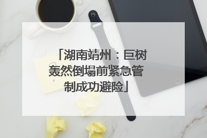 湖南靖州：巨树轰然倒塌前紧急管制成功避险