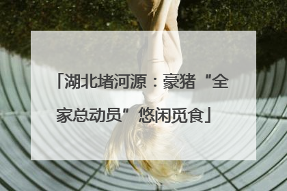 湖北堵河源：豪猪“全家总动员”悠闲觅食