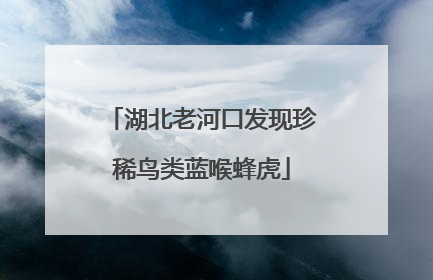 湖北老河口发现珍稀鸟类蓝喉蜂虎