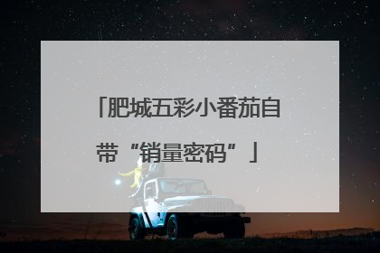 肥城五彩小番茄自带“销量密码”