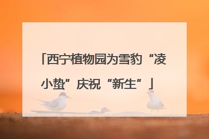 西宁植物园为雪豹“凌小蛰”庆祝“新生”