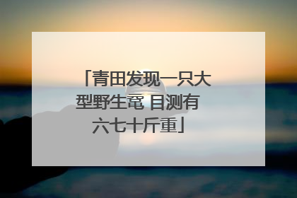 青田发现一只大型野生鼋 目测有六七十斤重