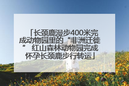 长颈鹿漫步400米完成动物园里的“非洲迁徙” 红山森林动物园完成怀孕长颈鹿步行转运