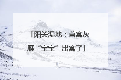 阳关湿地：首窝灰雁“宝宝”出窝了