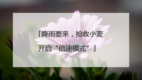 降雨要来，抢收小麦开启“倍速模式”