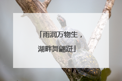 雨润万物生，湖畔舞翩跹