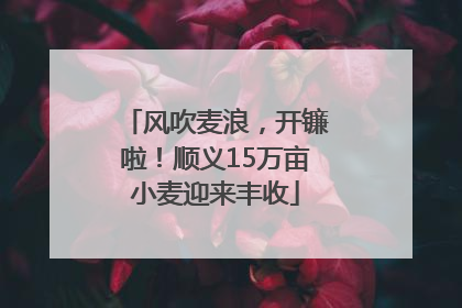 风吹麦浪，开镰啦！顺义15万亩小麦迎来丰收