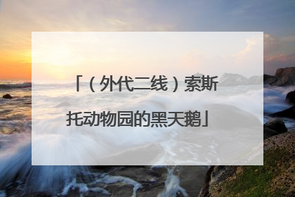 （外代二线）索斯托动物园的黑天鹅
